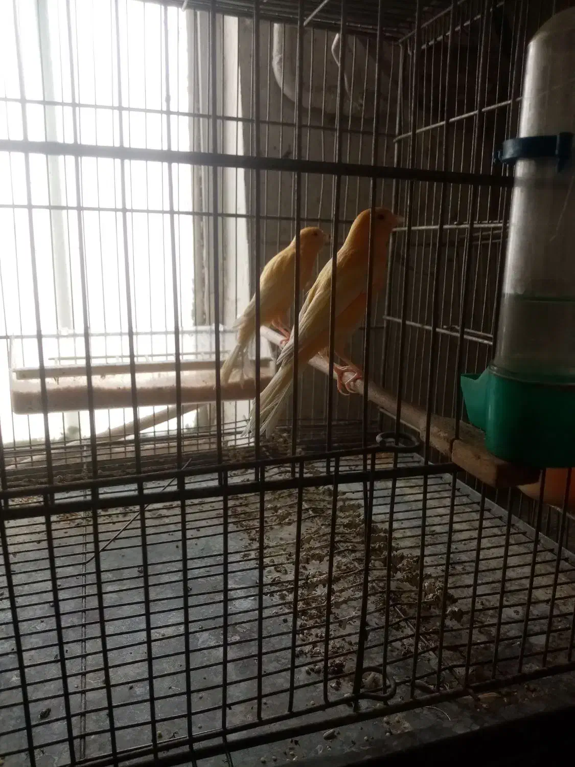 قناری|پرنده|قزوین, |دیوار