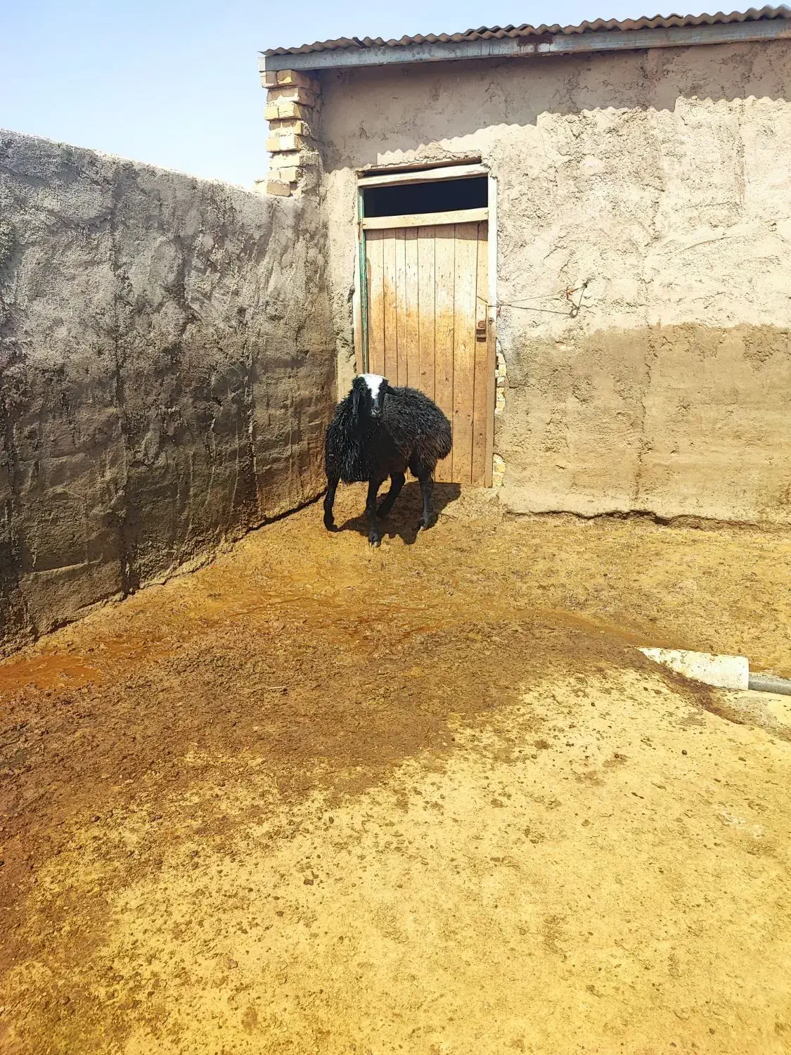 قوچ|حیوانات مزرعه|بوئین زهرا, |دیوار