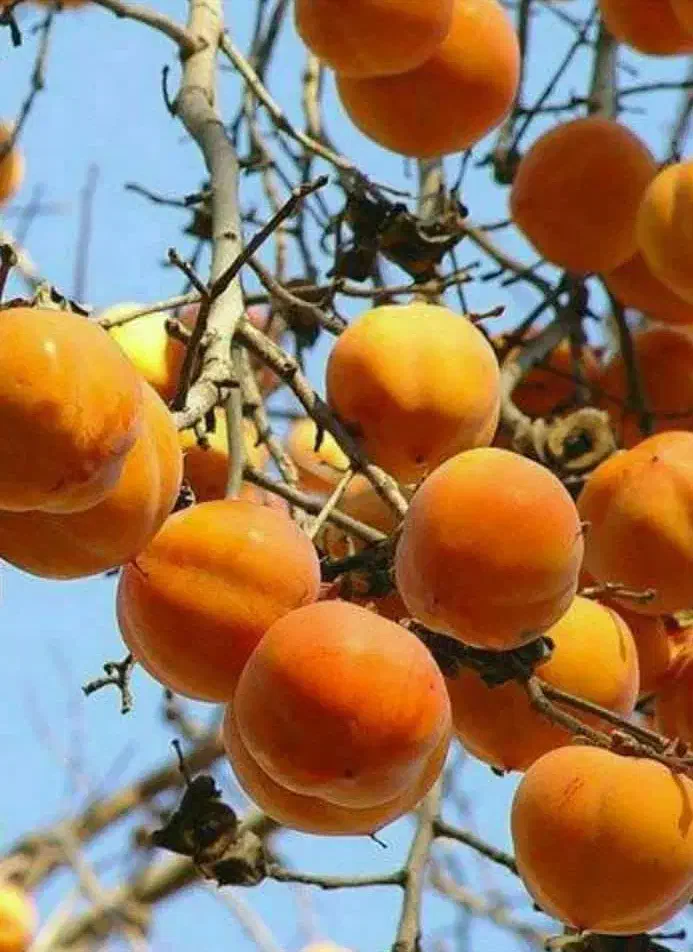 تولید و عرضه نهال خرمالو گوجه ای|خدمات باغبانی و درختکاری|خرمدره, |دیوار