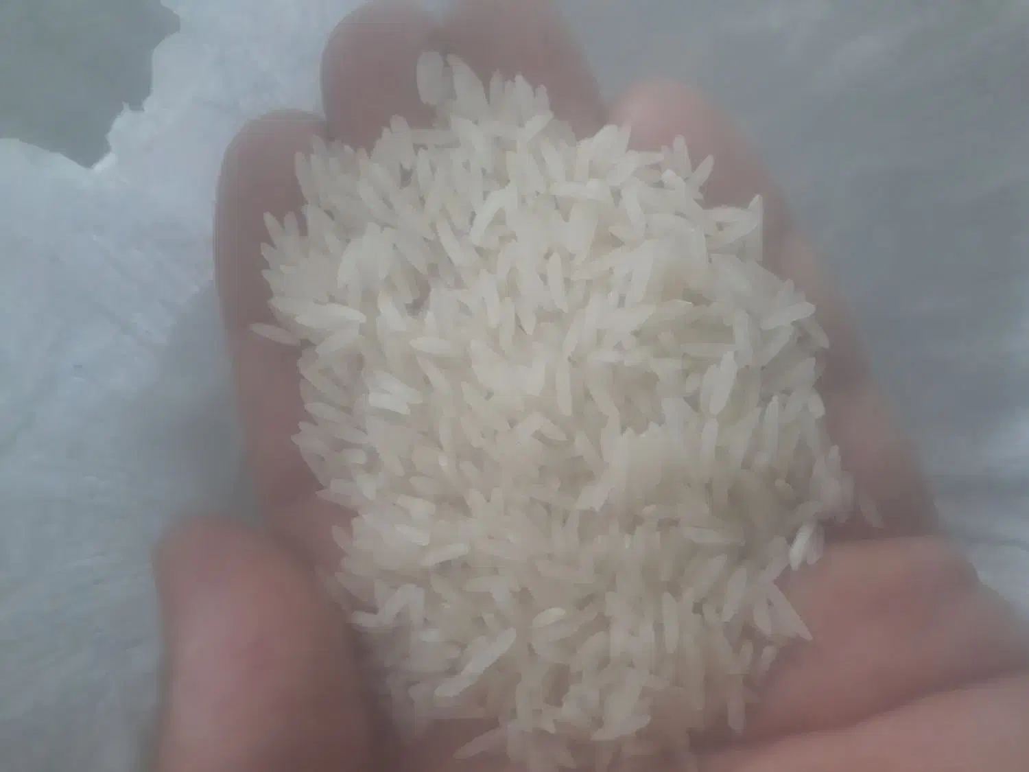 برنج فجر سوزنی|خوردنی و آشامیدنی|بندر ترکمن, |دیوار