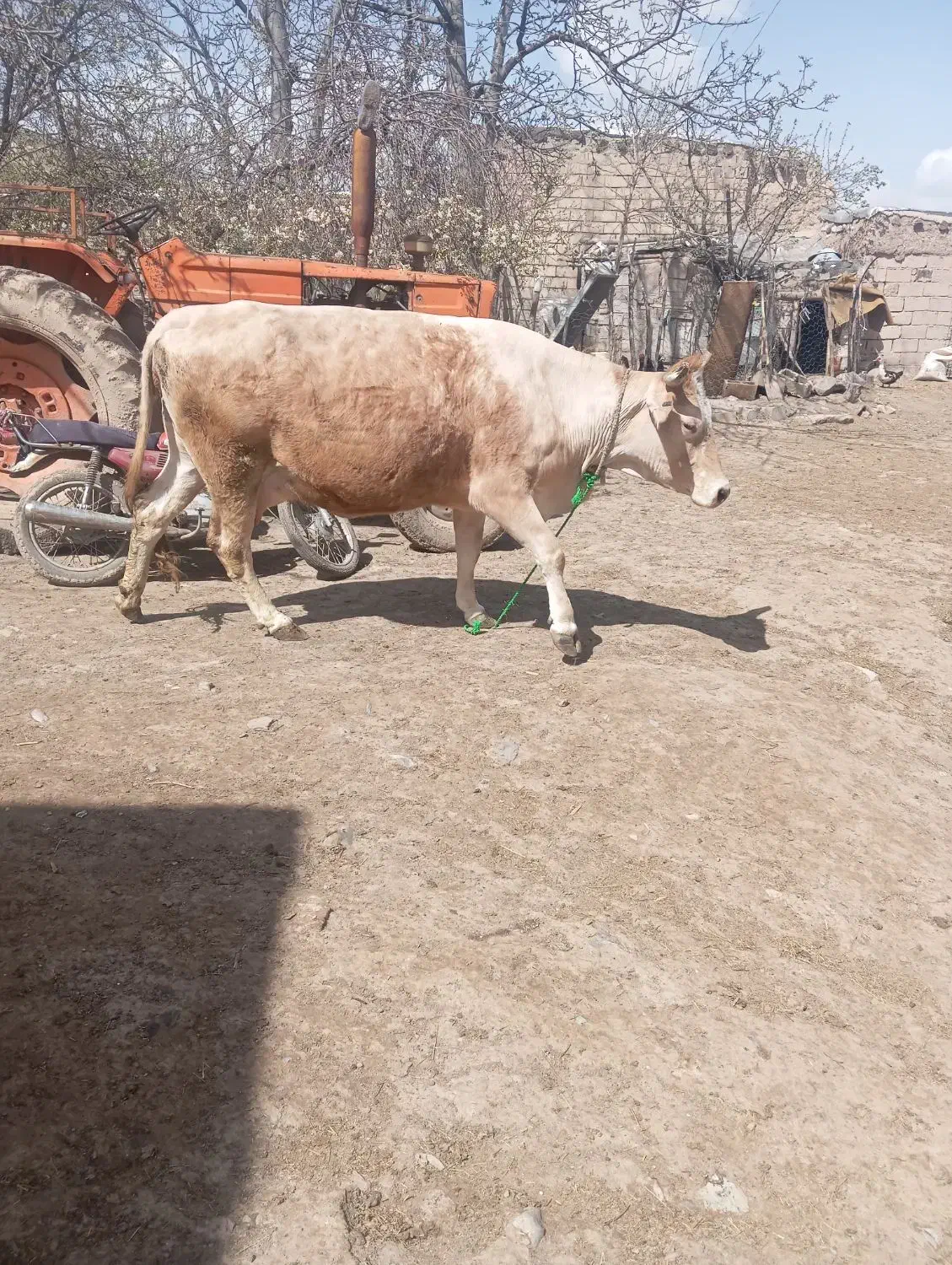 گاو|حیوانات مزرعه|اهر, |دیوار