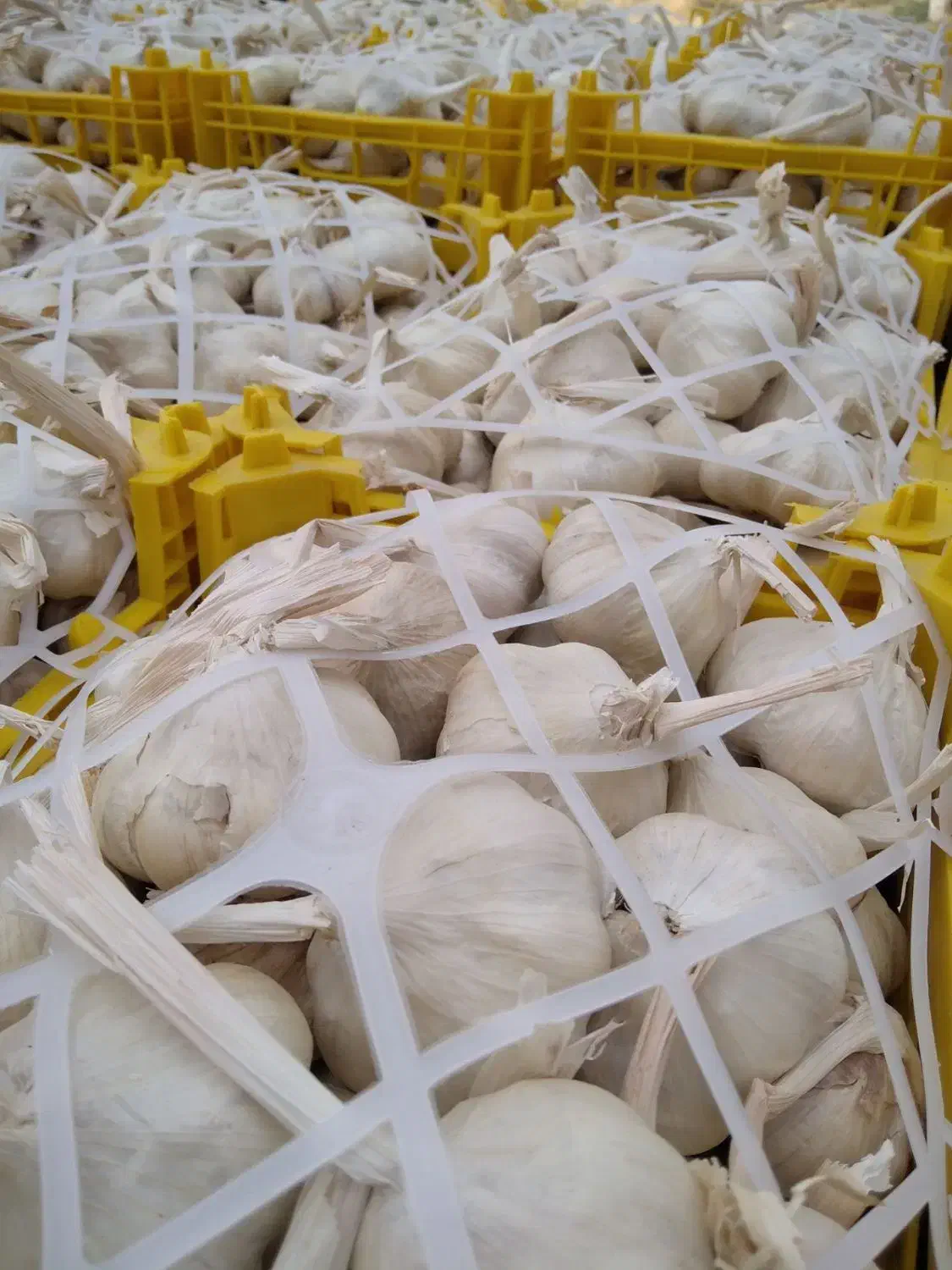 سیر درجه یک همدان|خوردنی و آشامیدنی|رشت, منظریه|دیوار