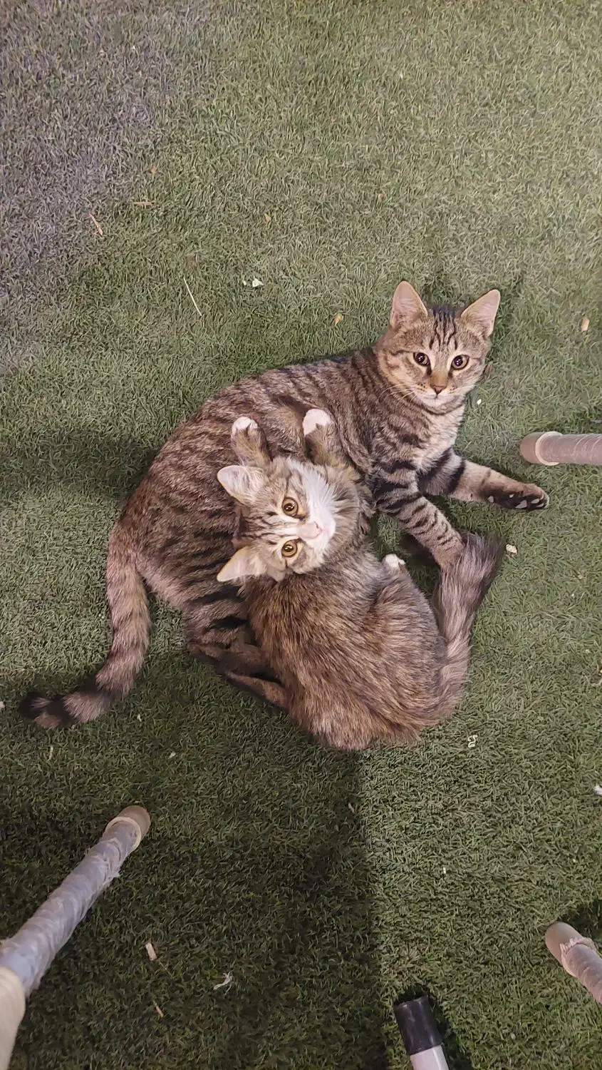 واگذاری بچه گربه|گربه|کرج, عظیمیه|دیوار