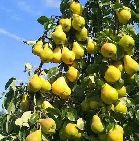 4هکتارباغ بهمراه وسوله،گلخانه،چاه،ساختمان واستخر|فروش زمین و ملک کلنگی|تاکستان, |دیوار