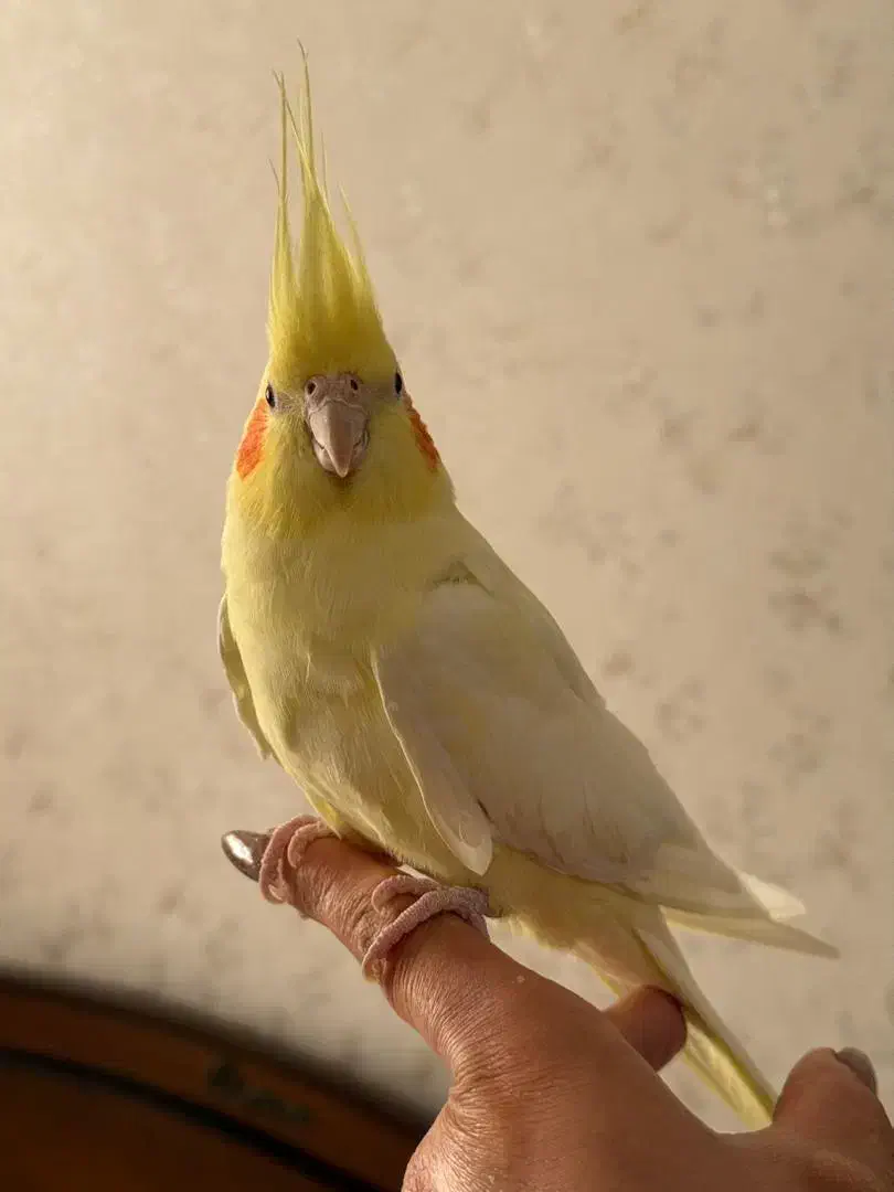 عروس هلندی|پرنده|رودهن, |دیوار