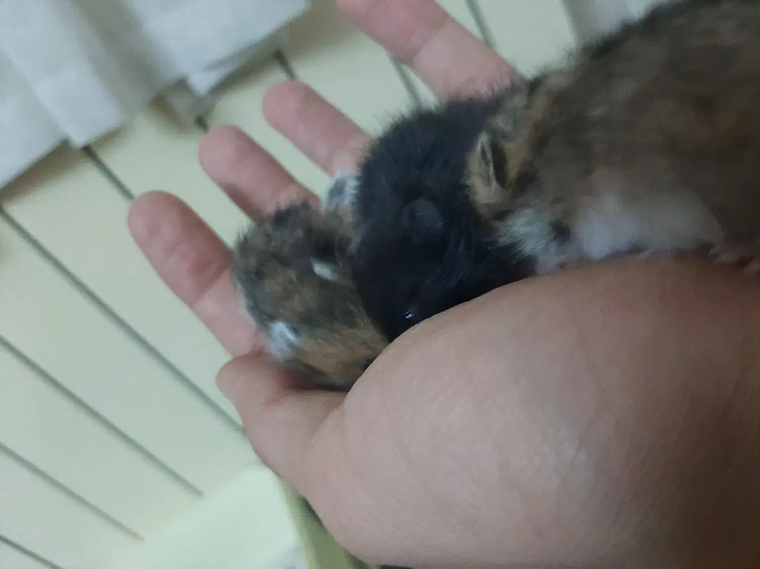 همستر|موش و خرگوش|اصفهان, کنگاز|دیوار