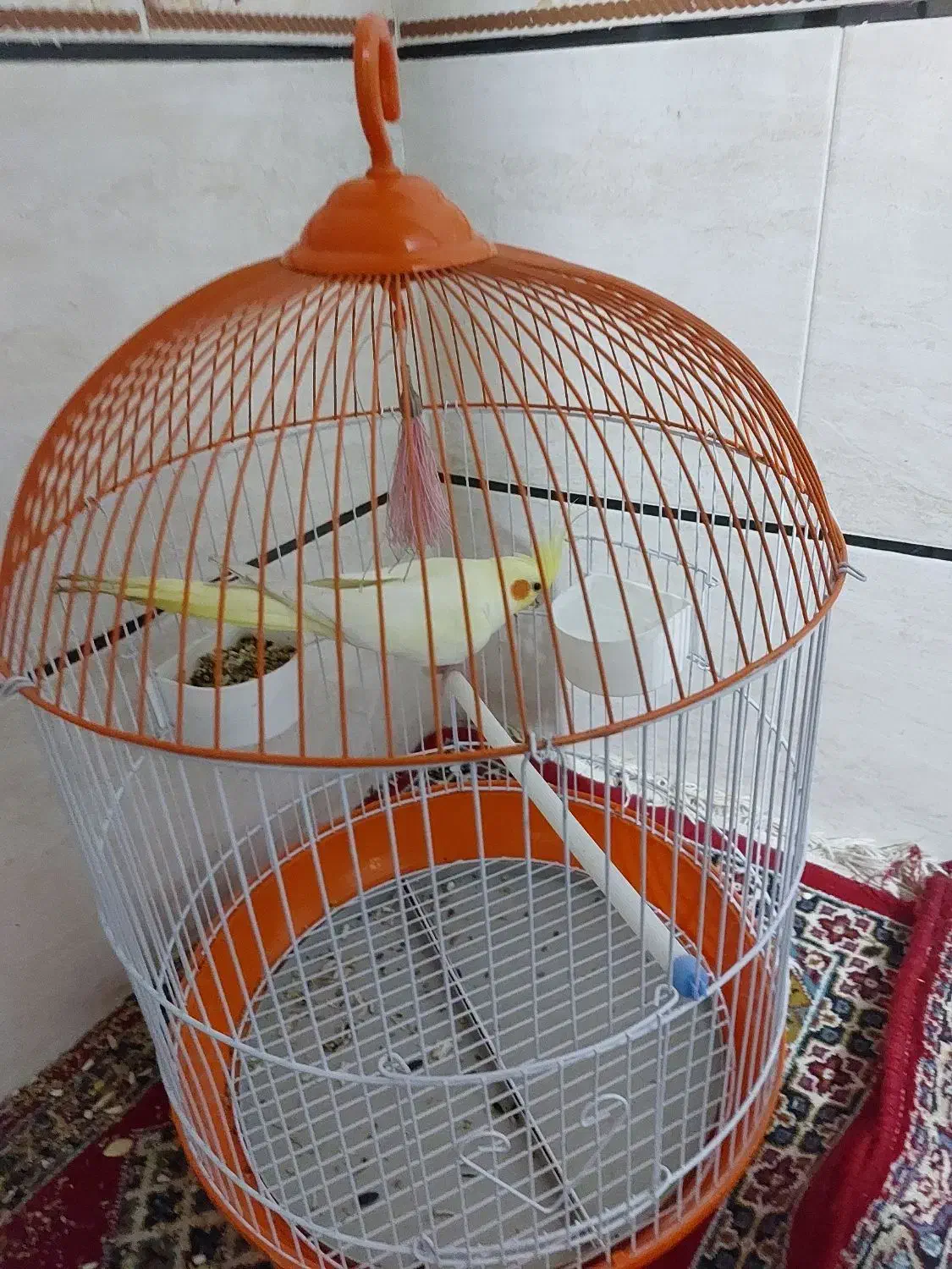 عروس هلندی همراه با قفس|پرنده|برازجان, |دیوار