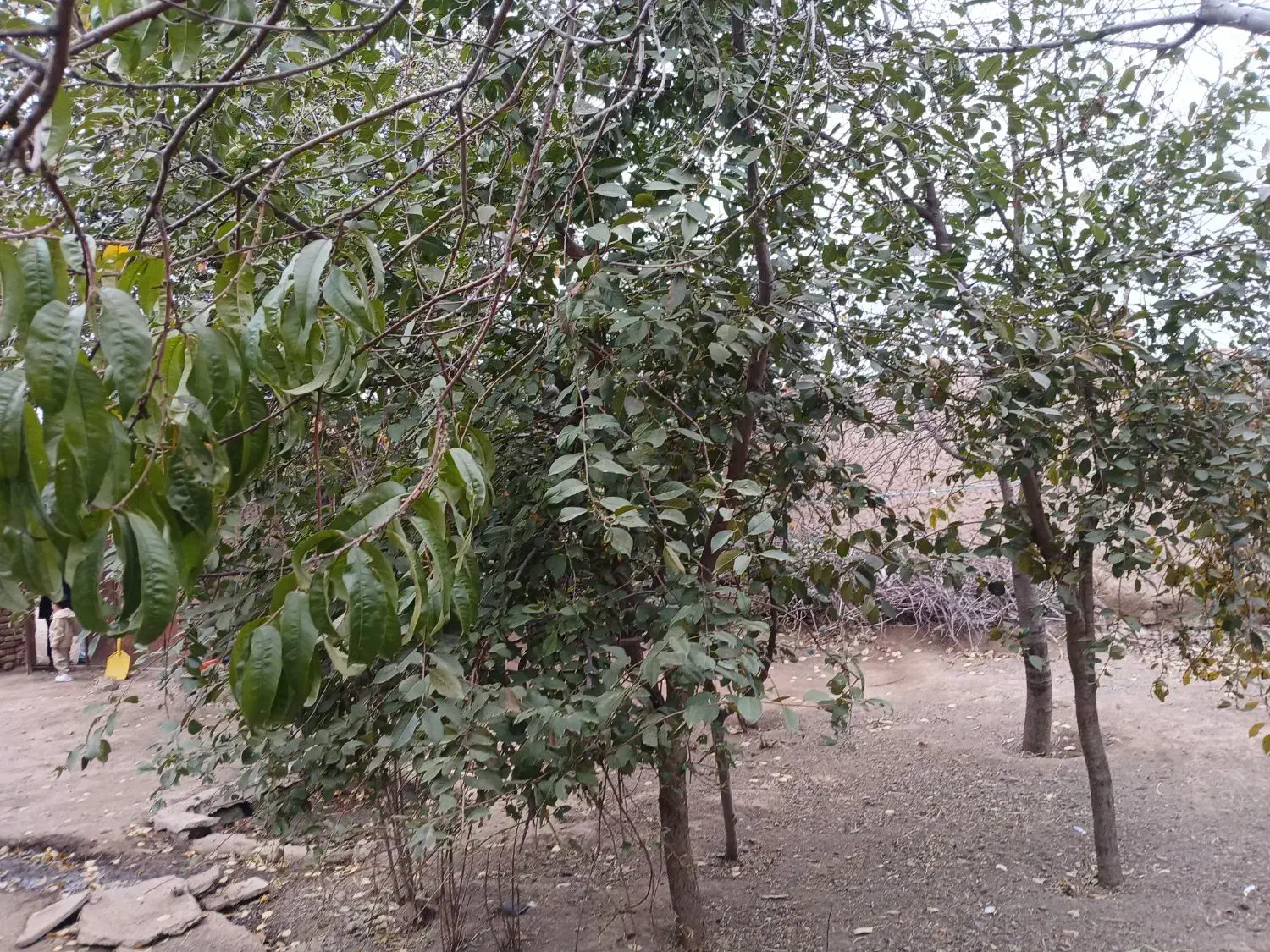 خانه ویلایی|فروش خانه و ویلا|هیر, |دیوار