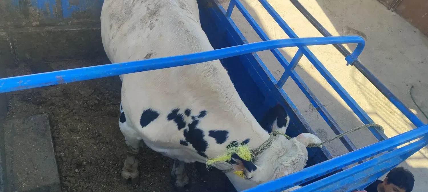 خریدوفروش انواع گوساله و گاو افتاده و سالم|حیوانات مزرعه|اراک, |دیوار