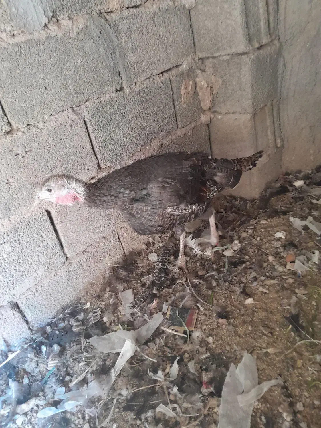 بوقلمون ماده نژاد دار|حیوانات مزرعه|رفسنجان, |دیوار