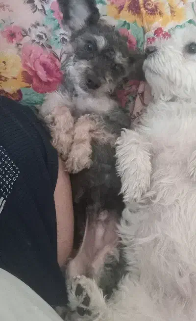 با سلام ۱عدد توله سگ نر واگذاری|سگ|شاهین‌شهر, پارک بانک استان|دیوار