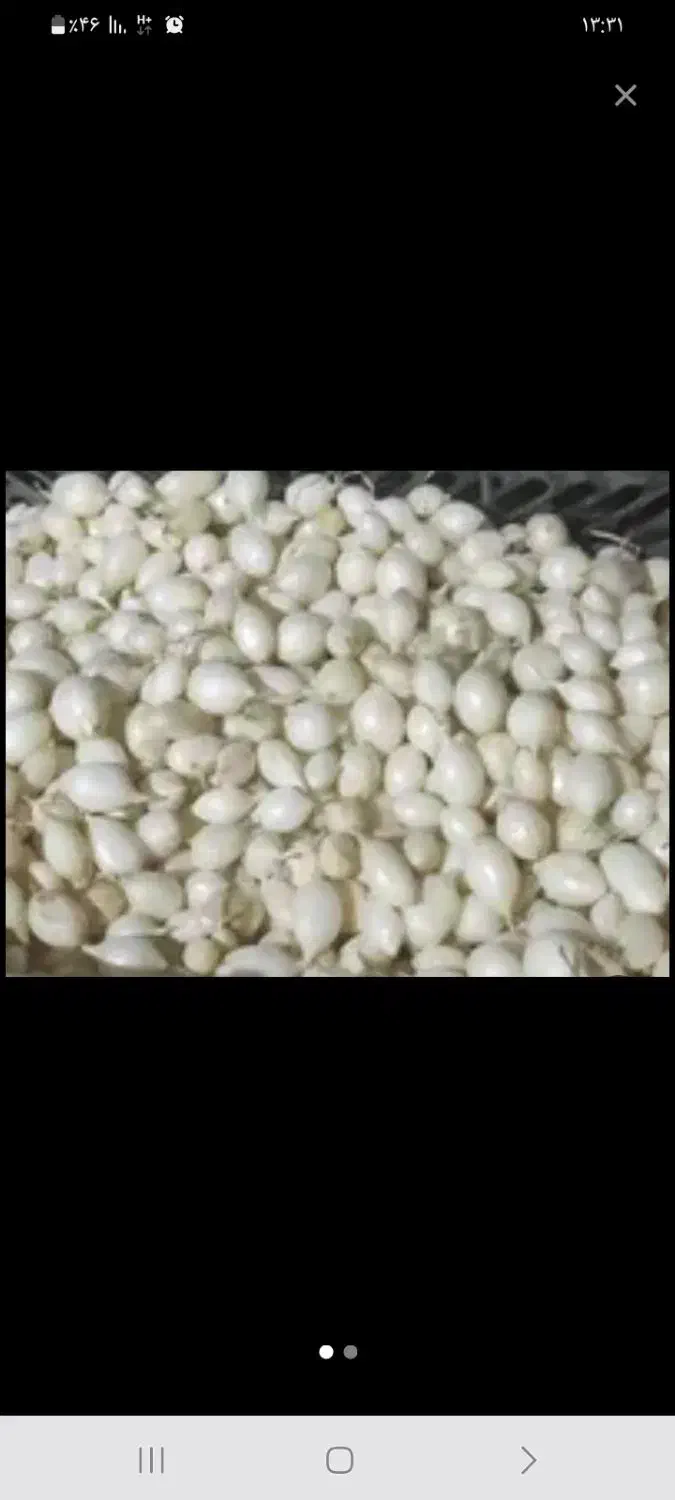 ۴هزارمتر پیاز غده کاشته شد|گل و گیاه طبیعی|جیرفت, |دیوار