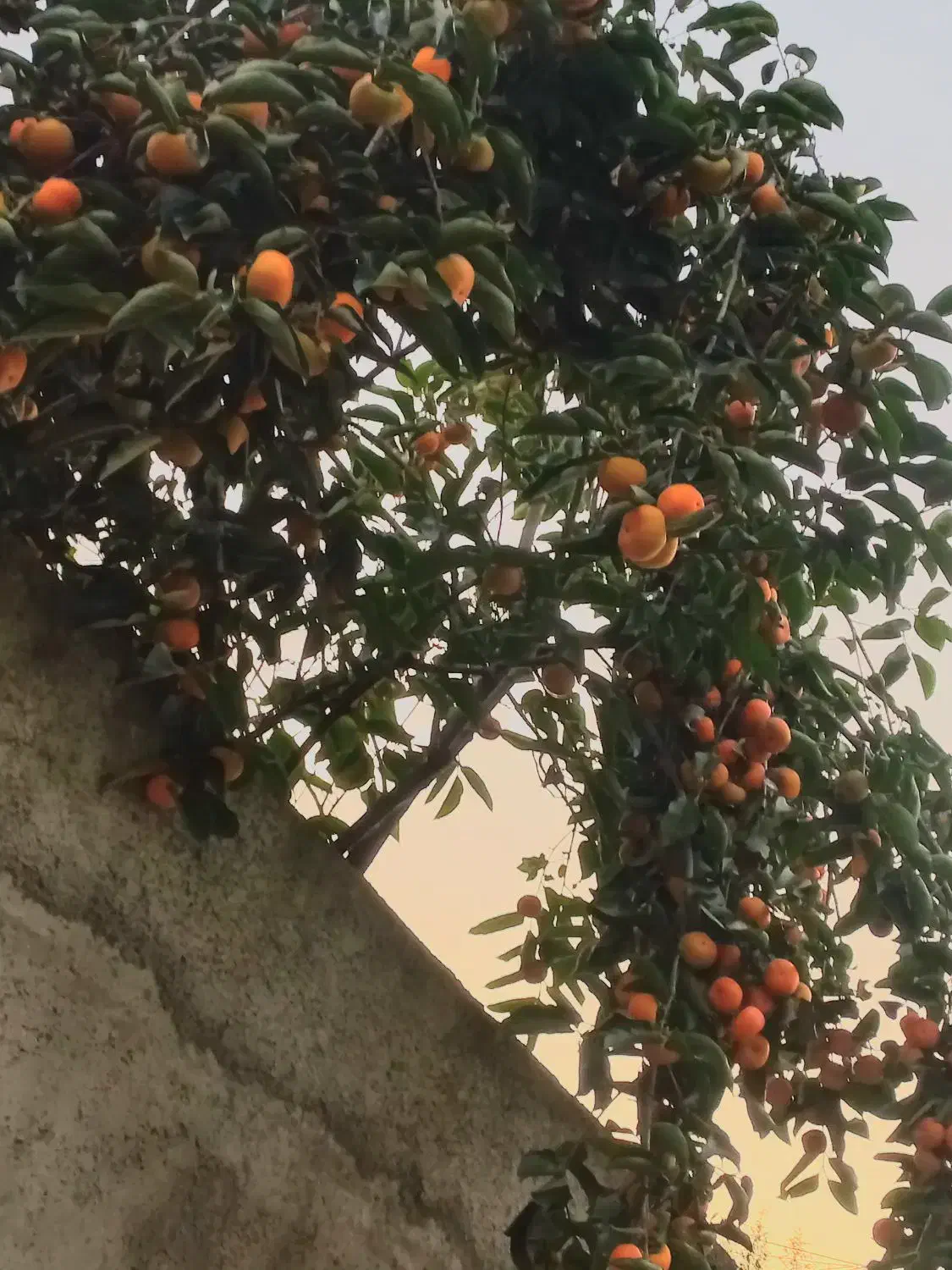 خرمالو گوجه ای یکدست و تمیز|خوردنی و آشامیدنی|مرزیکلا, |دیوار