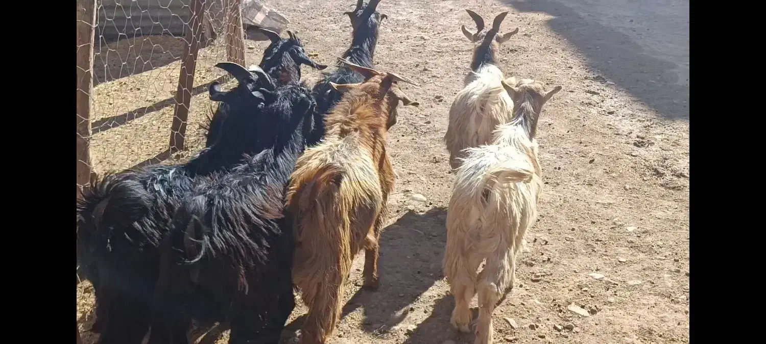 بزغاله های نر 25کیلویی|حیوانات مزرعه|کرج, فاز ۱ مهرشهر|دیوار