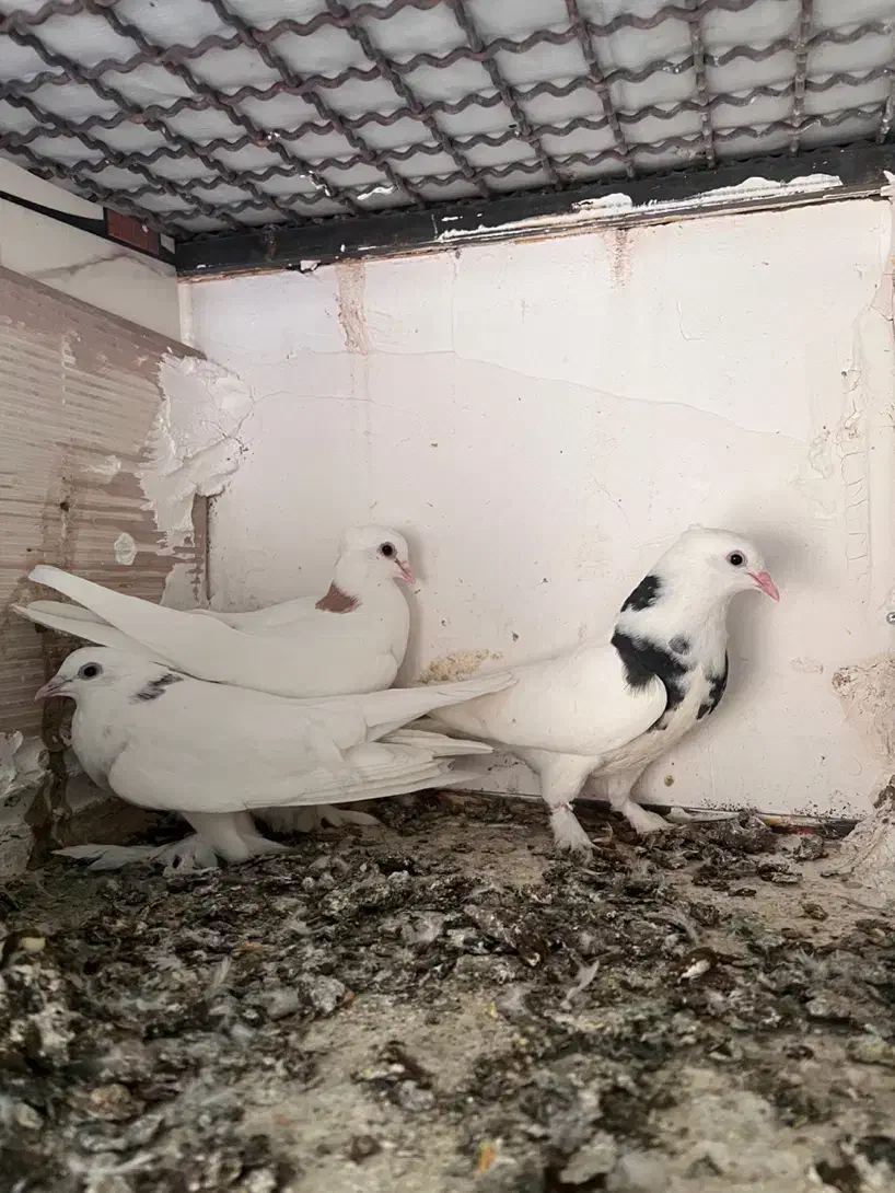 کفتر|پرنده|قم, امامزاده ابراهیم|دیوار