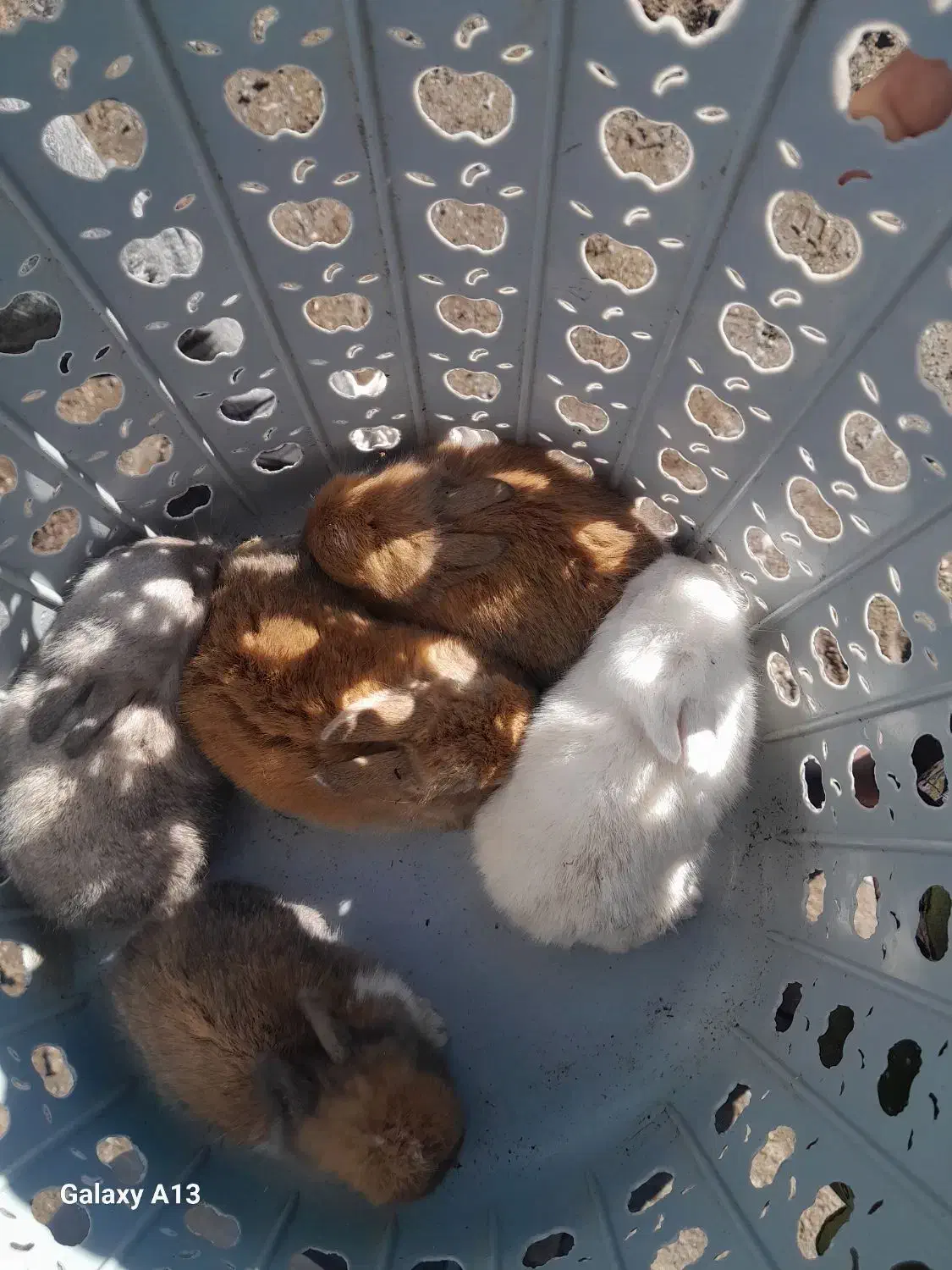 جوجه خرگوش|موش و خرگوش|گرگان, |دیوار