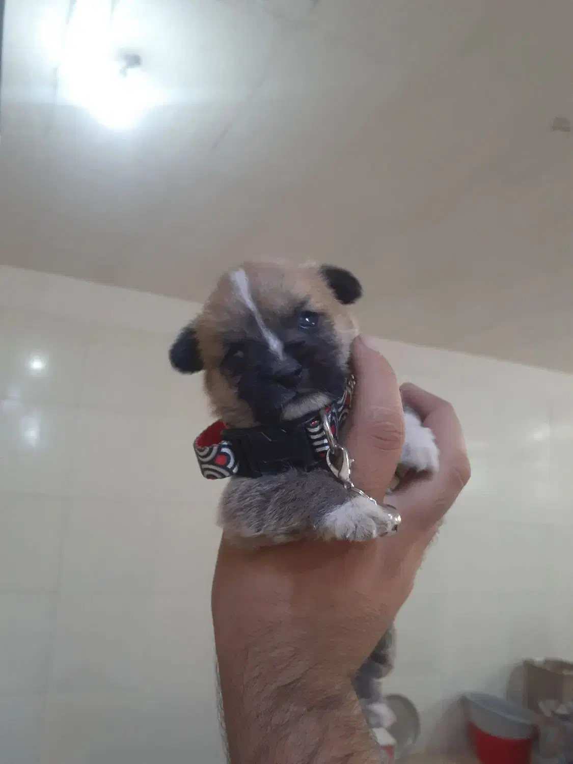 سگ عروسکی فنجونی|سگ|قم, نوقطار|دیوار