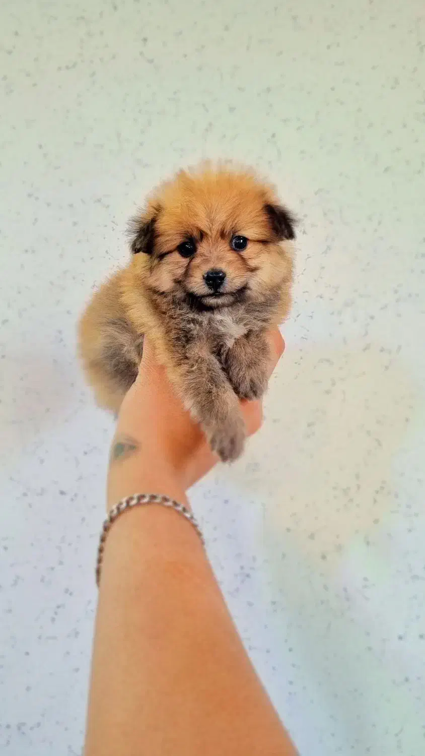 میکس پامر و اشپیتز عروسکی نر و ماده|سگ|اصفهان, پینارت|دیوار