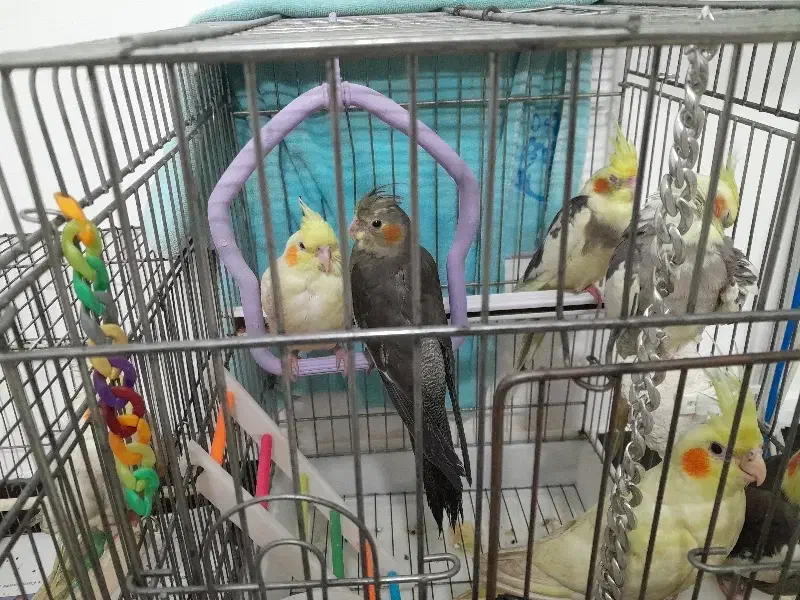 تعدادی عروس هلندی سالم وسرحال|پرنده|ساوه, |دیوار