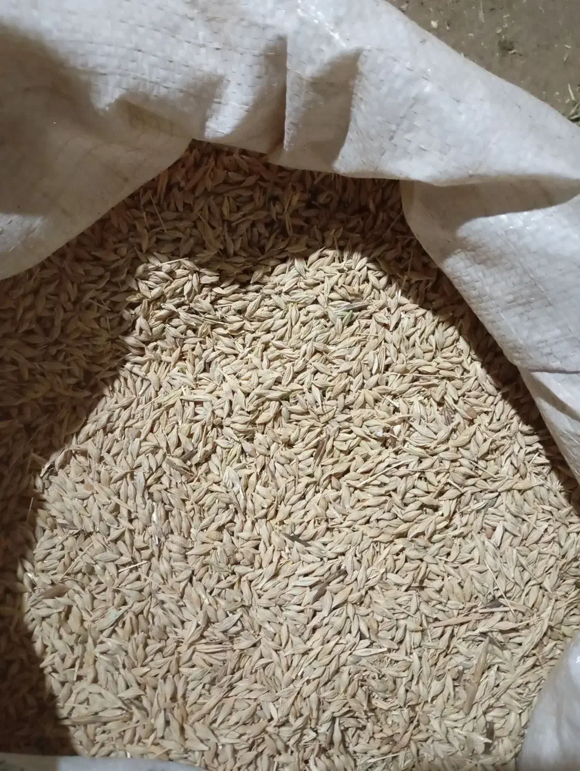 جو درجه یک|حیوانات مزرعه|محمدیه-قزوین, |دیوار