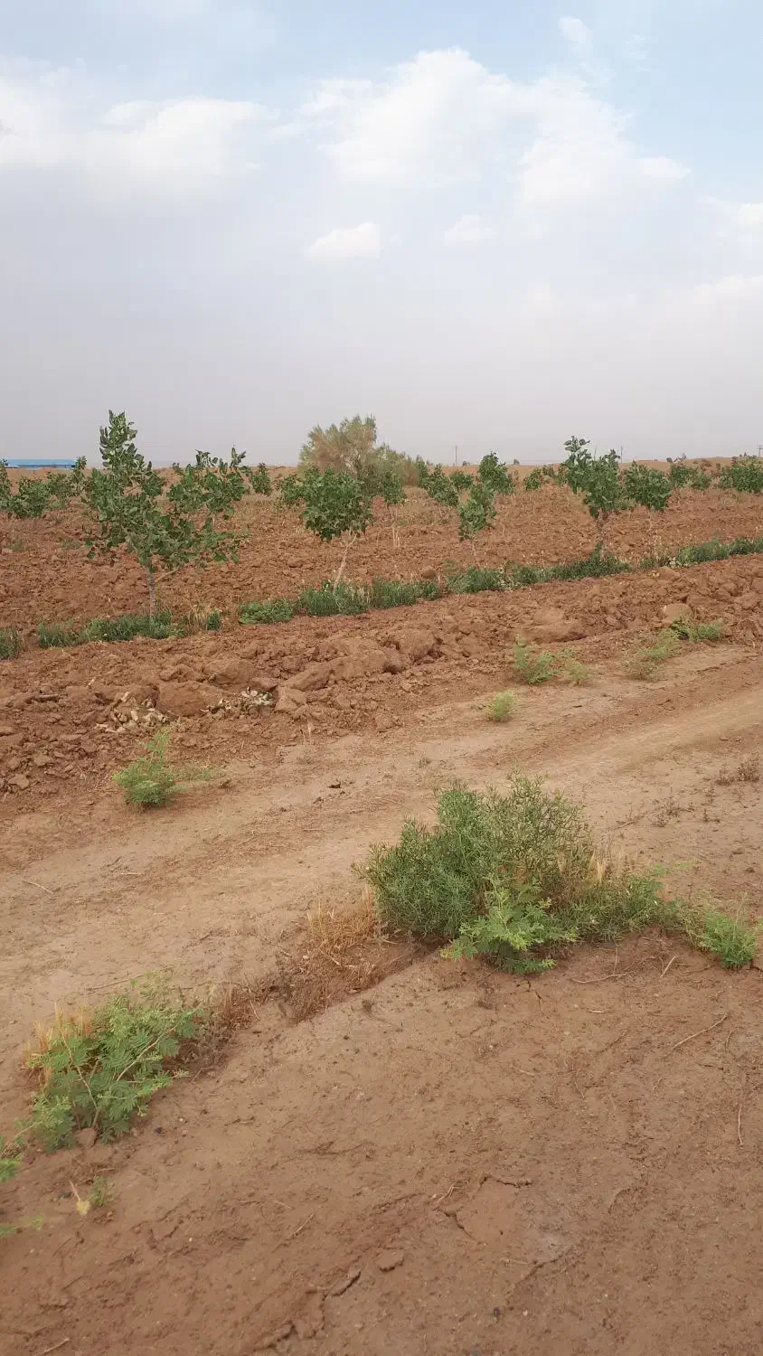 درخت پسته اکبری|فروش زمین و ملک کلنگی|کویرات, |دیوار