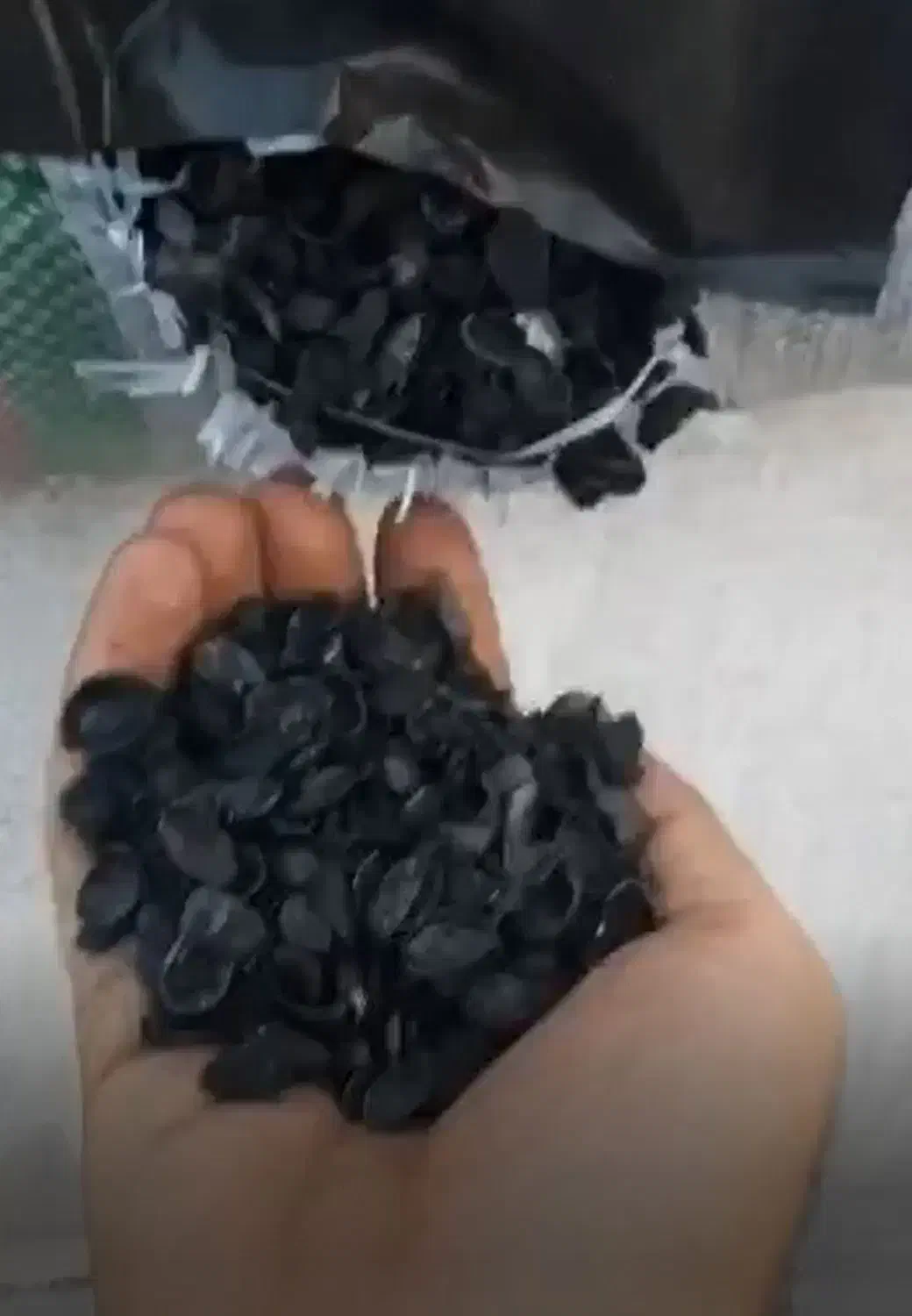 کربن پسته|خدمات باغبانی و درختکاری|بیرجند, |دیوار