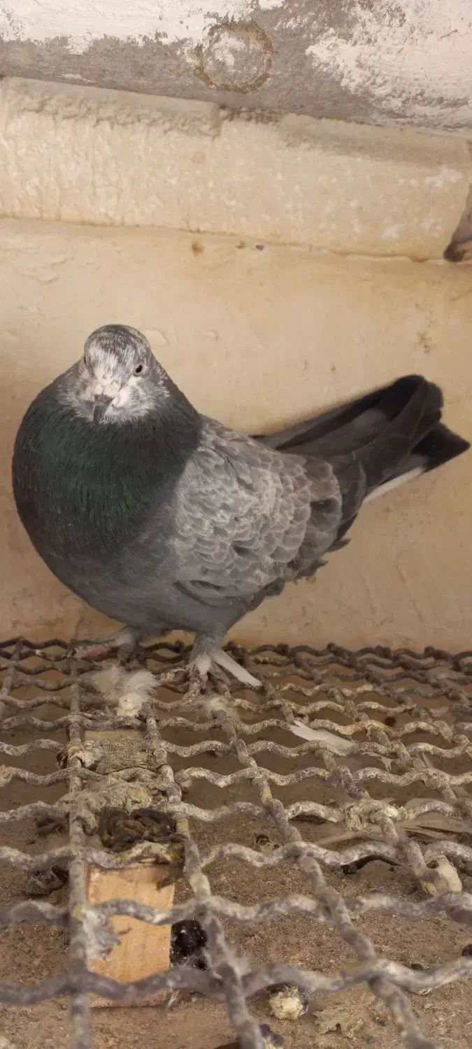 کفتر پرشی اصیل|پرنده|هشتگرد, شهرک گلها|دیوار