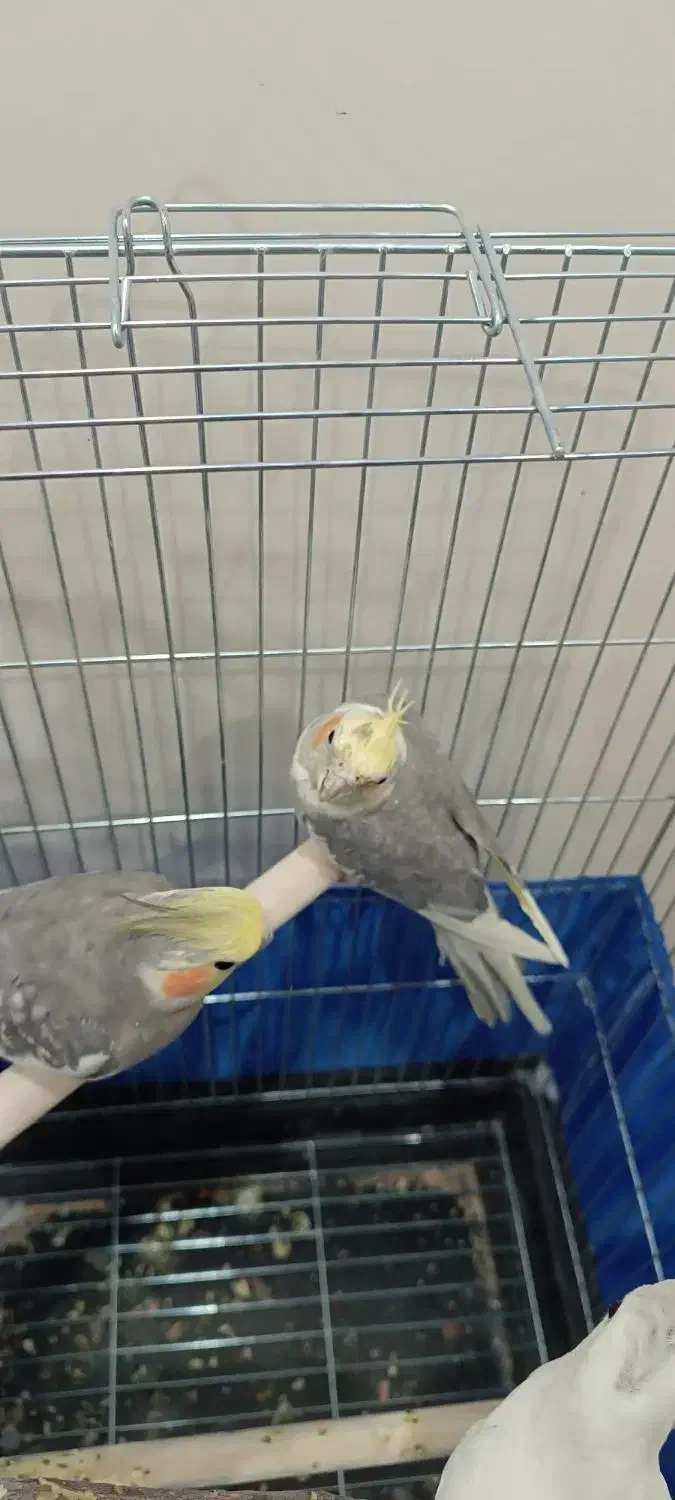 2عدد عروس هلندی نر|پرنده|پاکدشت, پاکدشت (مامازند)|دیوار