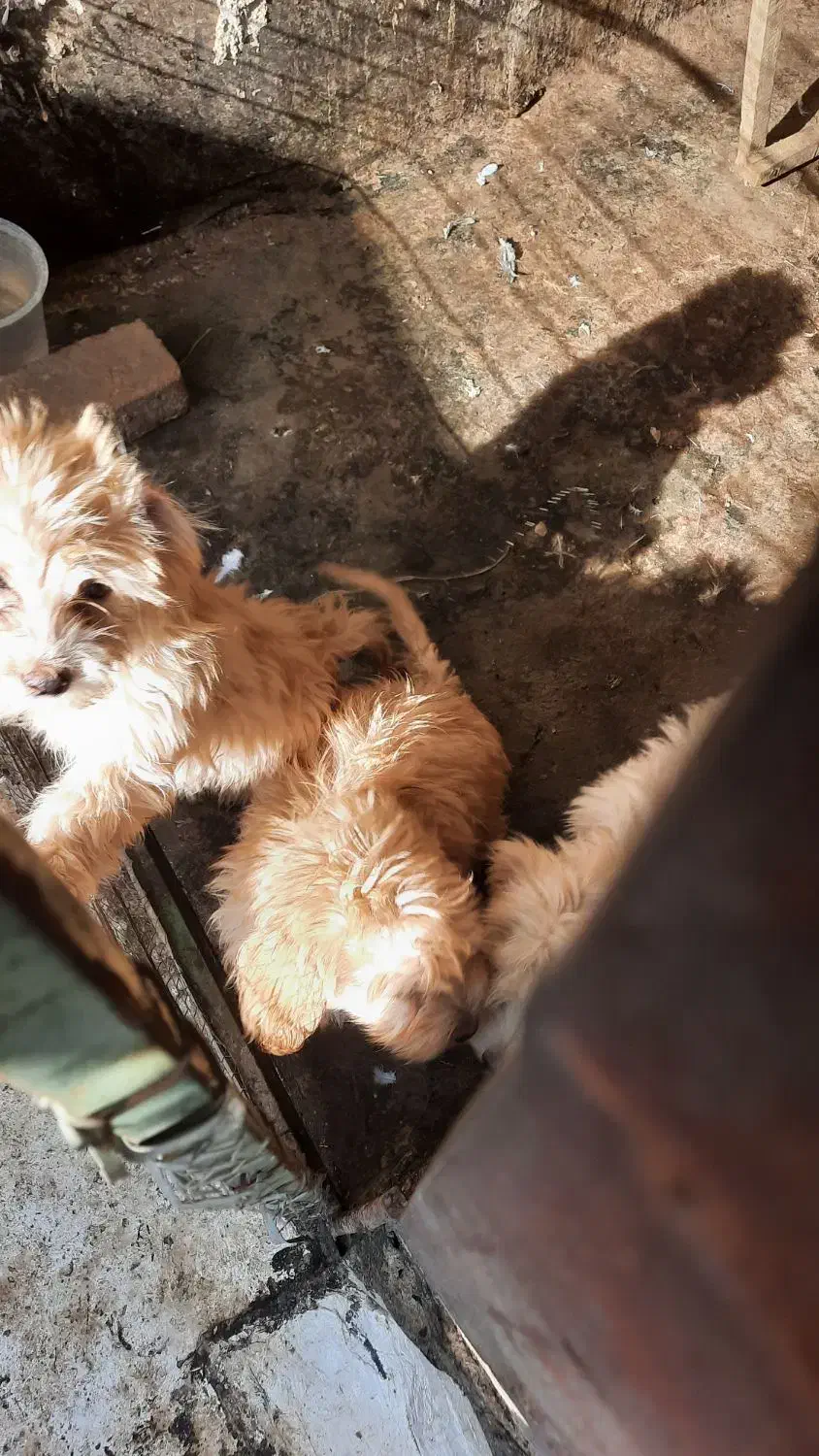 سگ شیتزو اماده تربیت|سگ|کاشان, فاز ۲ ناجی آباد|دیوار