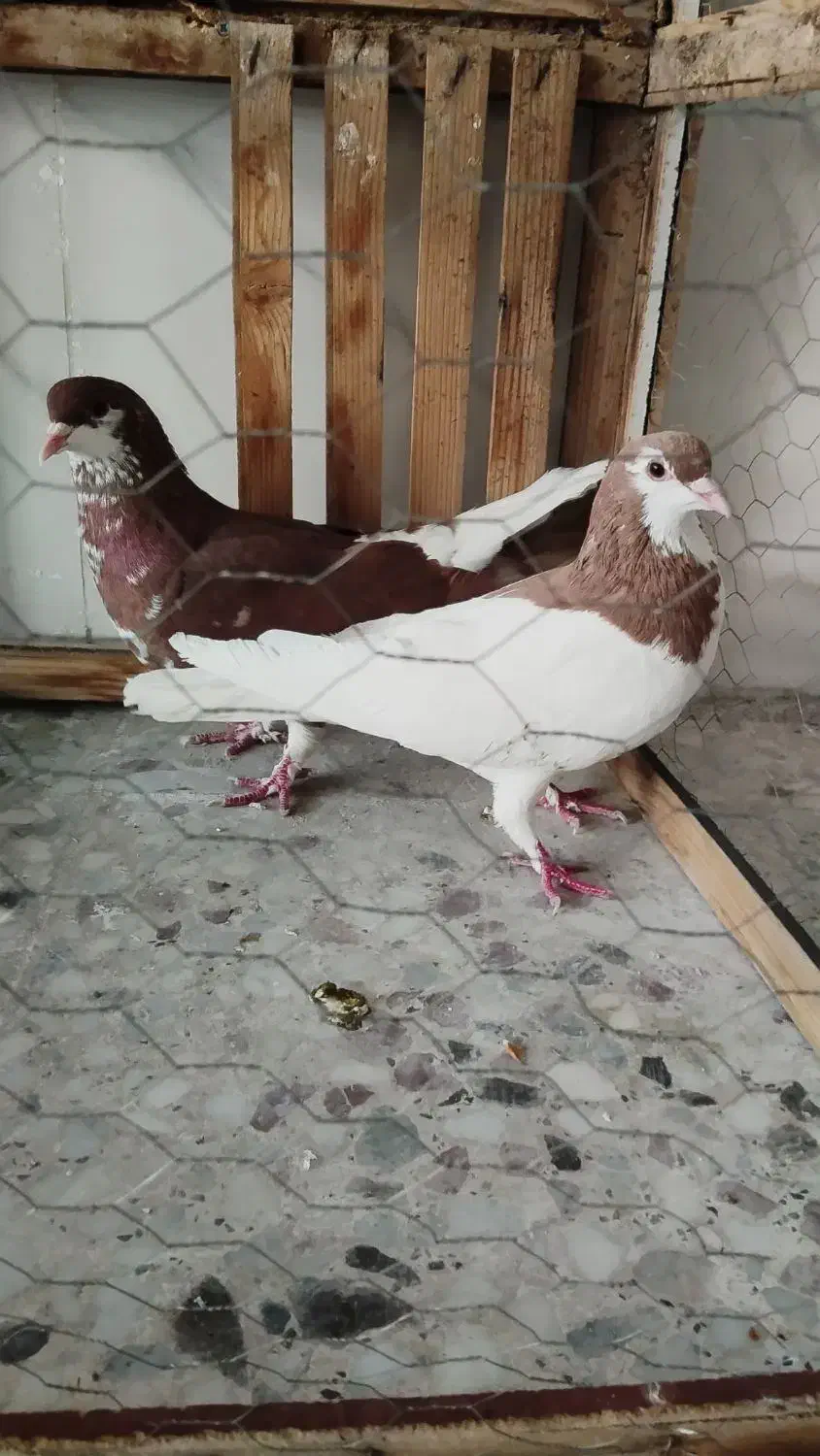 یک جفت کفتر نرو ماده|پرنده|شیراز, شاپورجان|دیوار