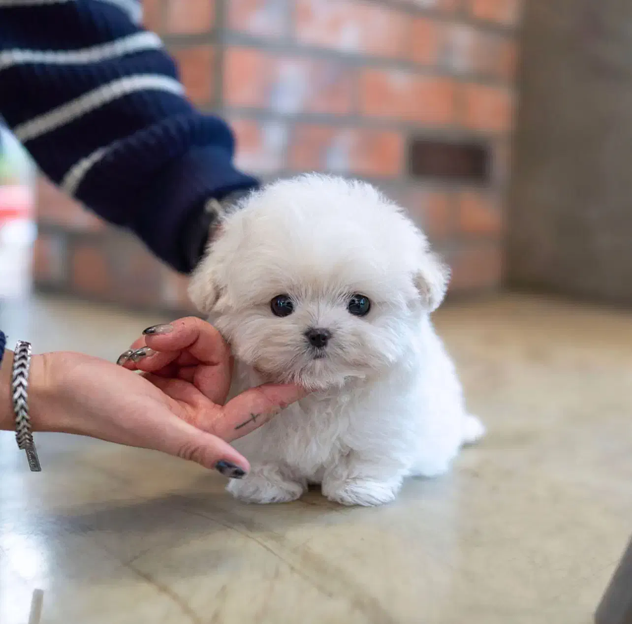 سگ باهوش|سگ|اردبیل, |دیوار