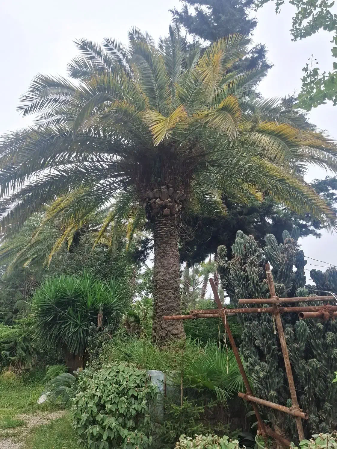 فروش پالم یوکا یاس نخل گیاهان زینتی بدون واسطه|خدمات باغبانی و درختکاری|تهران, سعادت‌آباد|دیوار