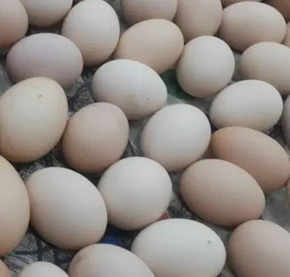 تخم مرغ محلی|خوردنی و آشامیدنی|اهواز, زرگان|دیوار