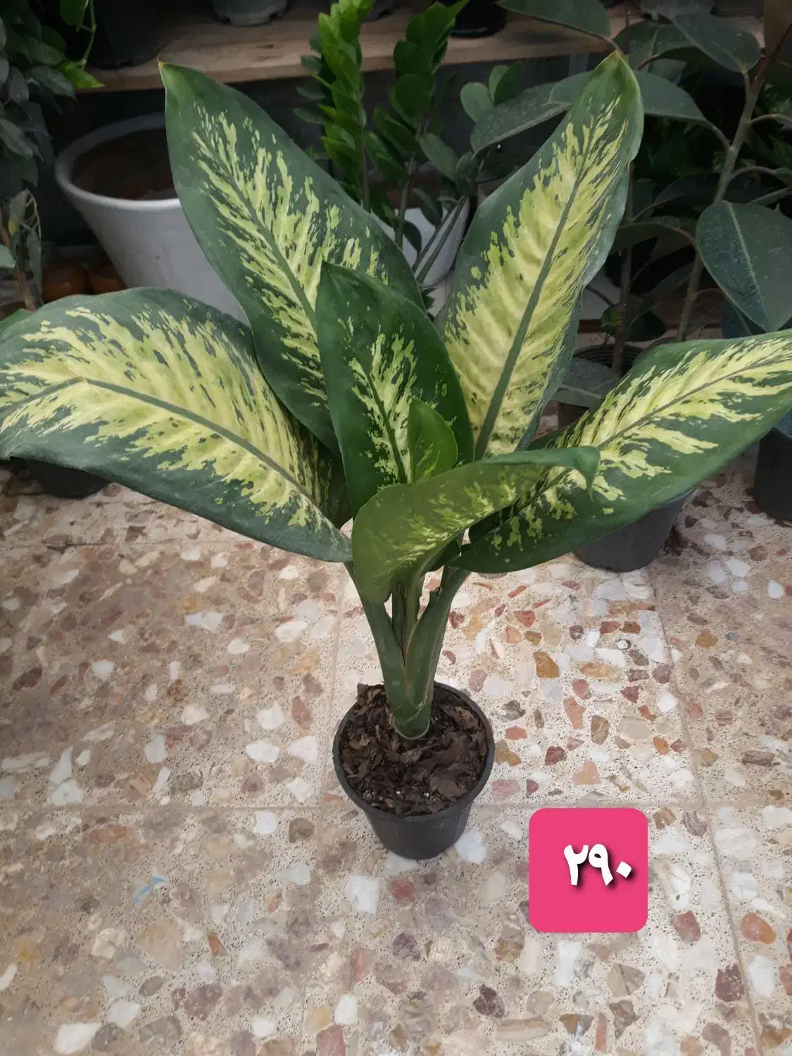 گل و گیاه|گل و گیاه طبیعی|بندر گناوه, |دیوار