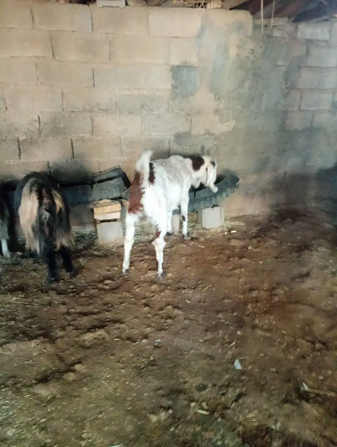 دزدیده شده|حیوانات|اندیمشک, |دیوار