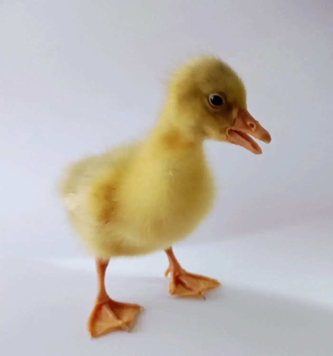 جوجه غاز محلی|حیوانات مزرعه|آمل, |دیوار