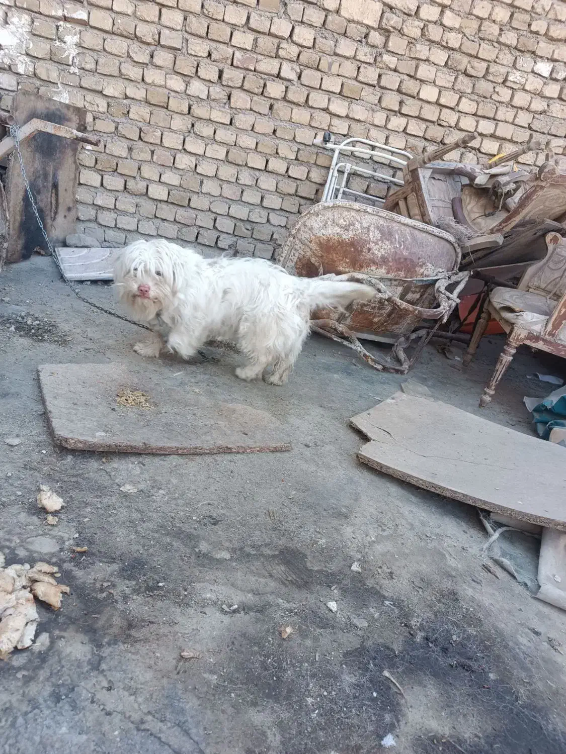 سگ پشمالو|سگ|مشهد, نیزه|دیوار