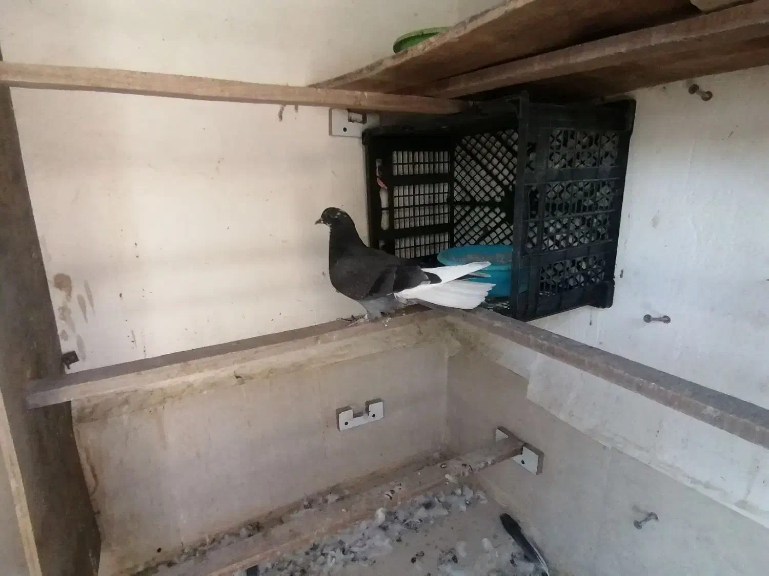 جوجه کفتر غریب پیدا شده|پرنده|بهارستان, |دیوار