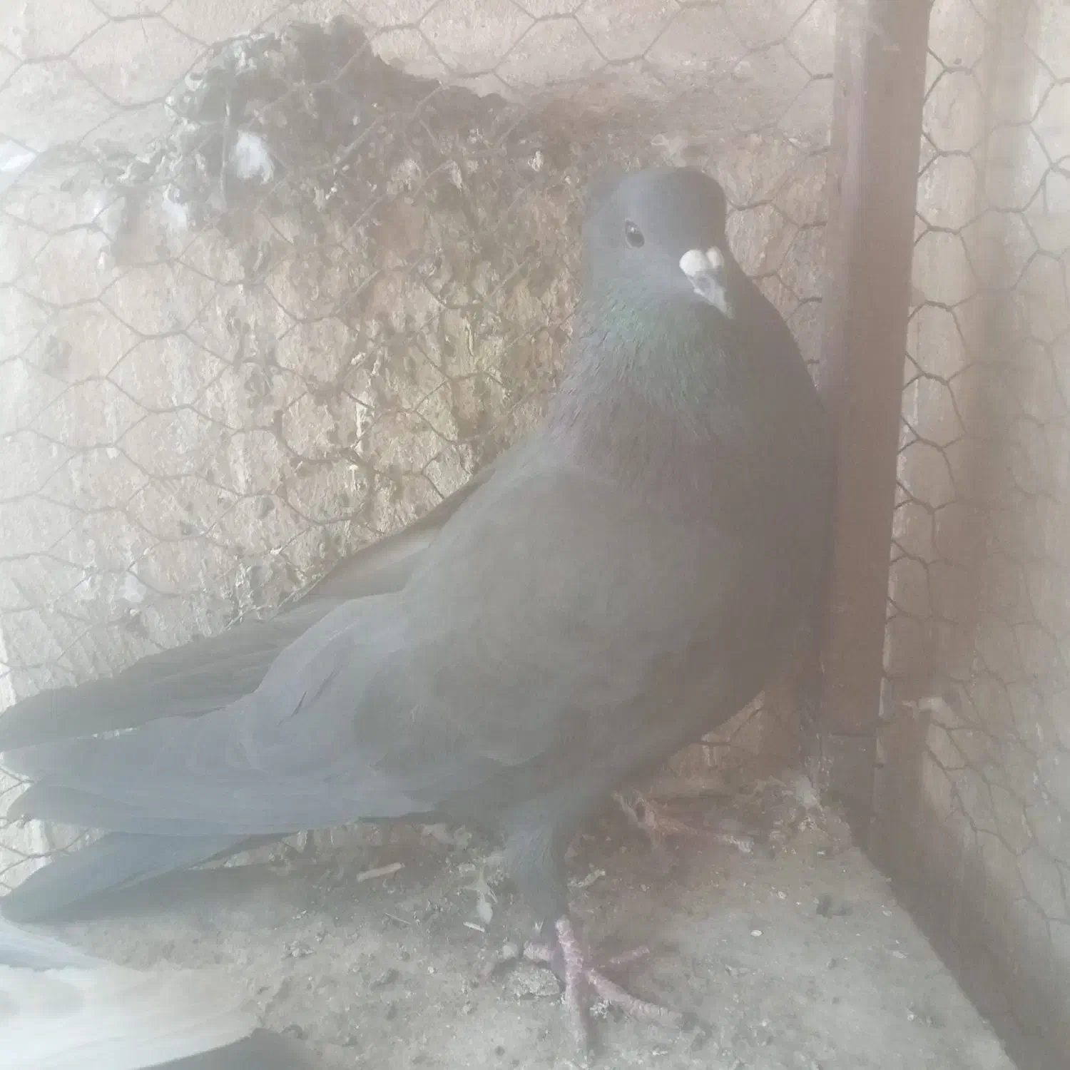 کفتر قلاق وترکیه ای سرور|پرنده|برخوار, |دیوار