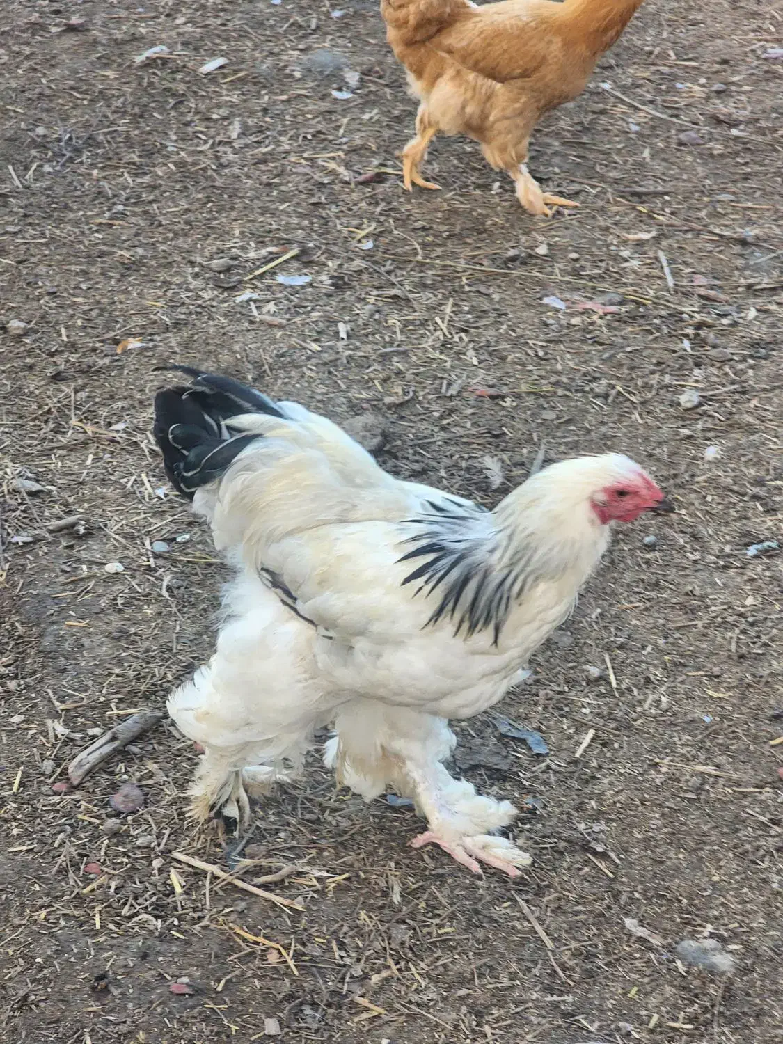 مرغ وخروس برهمااصل|حیوانات مزرعه|شهمیرزاد, |دیوار