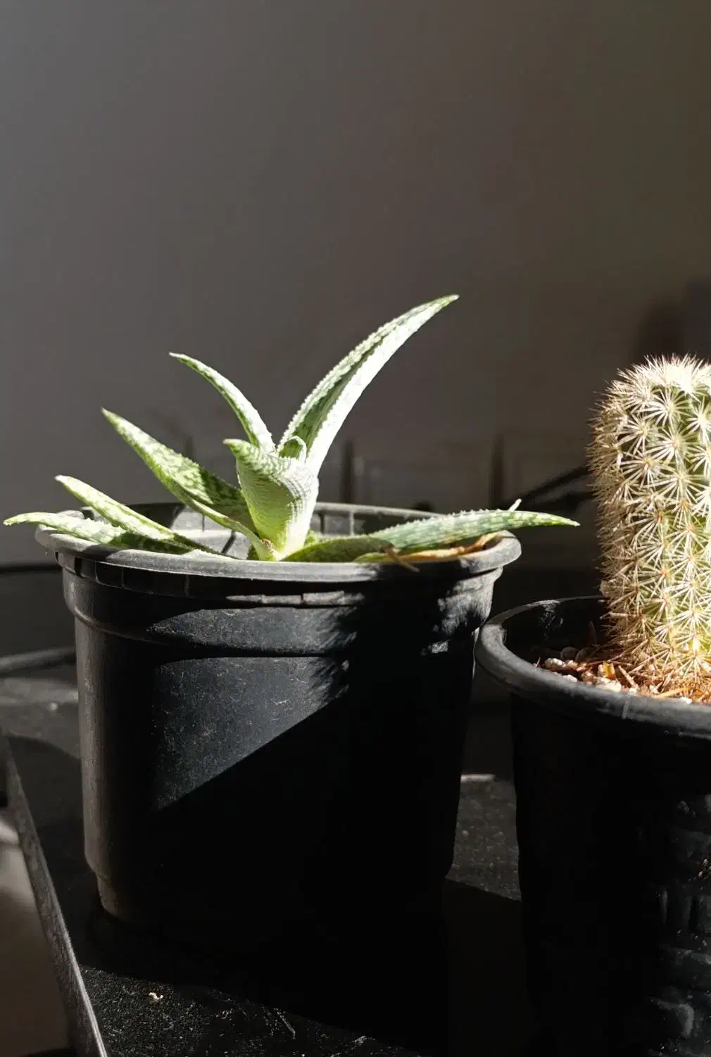 گیاه کاکتوس|گل و گیاه طبیعی|بندرعباس, |دیوار