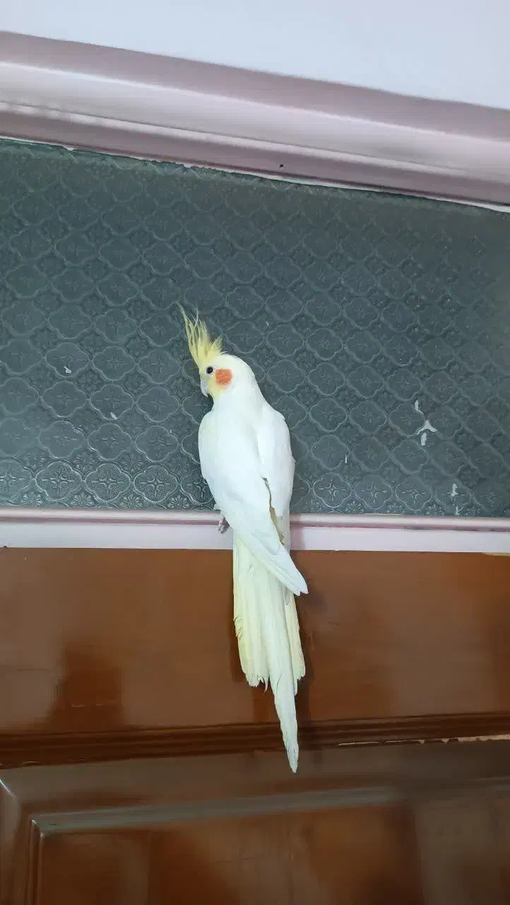 عروس هلندی لوتیبنو|پرنده|چهاردانگه (تهران), |دیوار