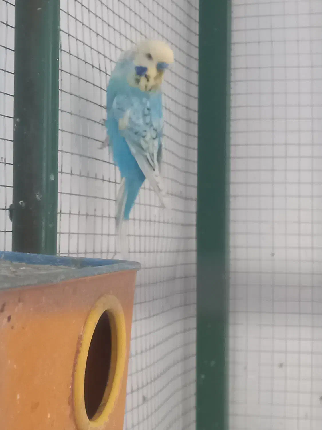 چند عدد مرغ عشق و عروس|پرنده|خمینیشهر, |دیوار