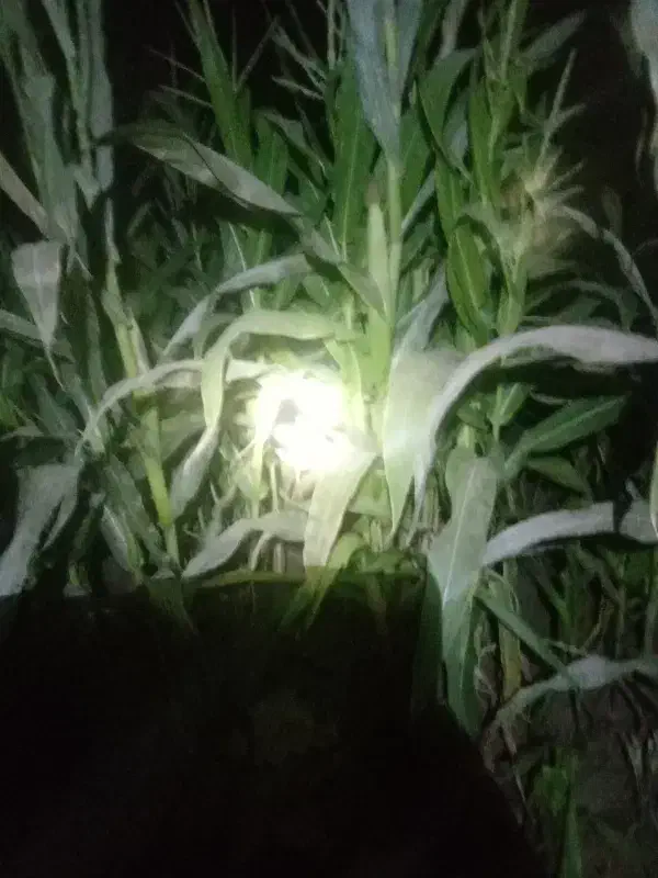 علوفه فروشی برای گاوداری  پر از بلال ذرت مخصوص غنی|حراج|کویرات, |دیوار