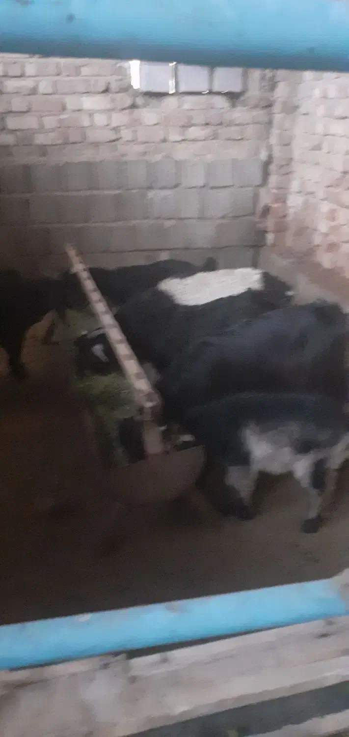 کهره ترکی|حیوانات مزرعه|مرودشت, ده بید|دیوار