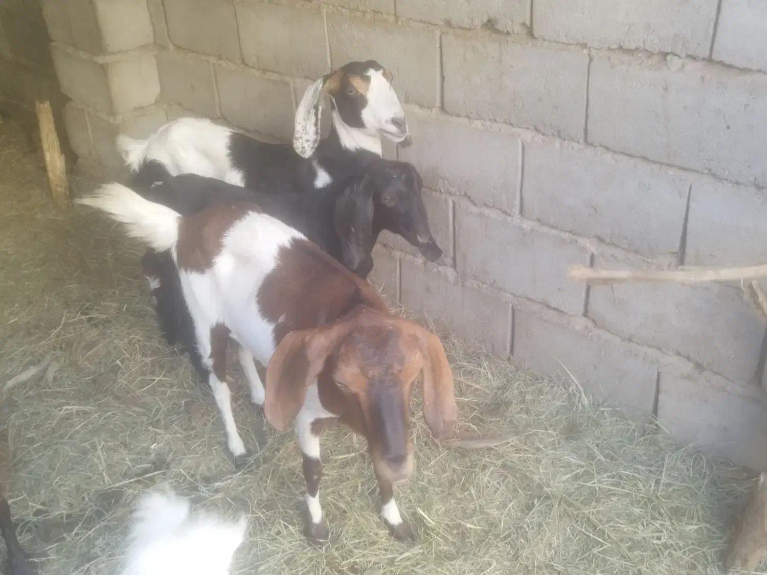 دو عدد گیسیه جمل زا بسیار عال|حیوانات مزرعه|ریگان, |دیوار