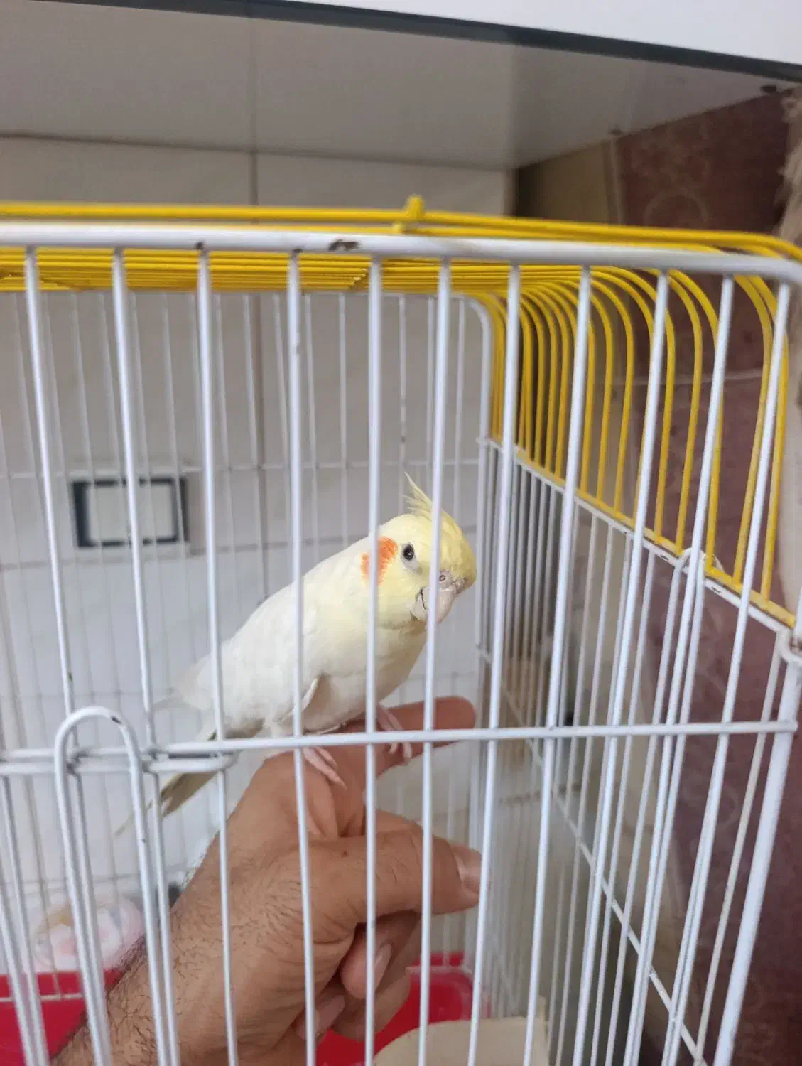 عروس هلندی نر دستی|پرنده|مرودشت, ثبت احوال|دیوار