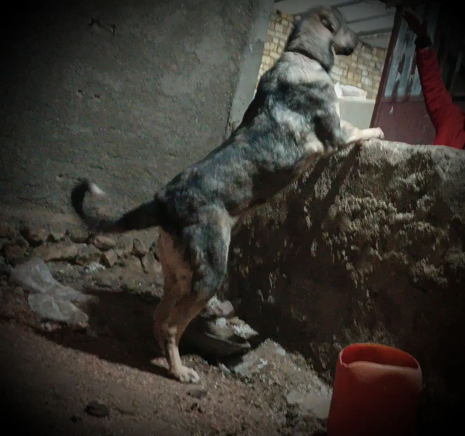 سگ عراقی|سگ|آبگرم, |دیوار