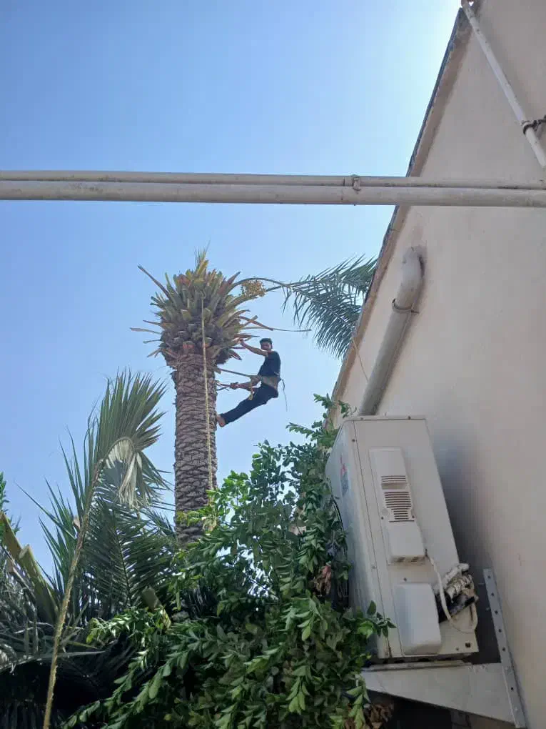 قطع نخل|خدمات باغبانی و درختکاری|بوشهر, |دیوار