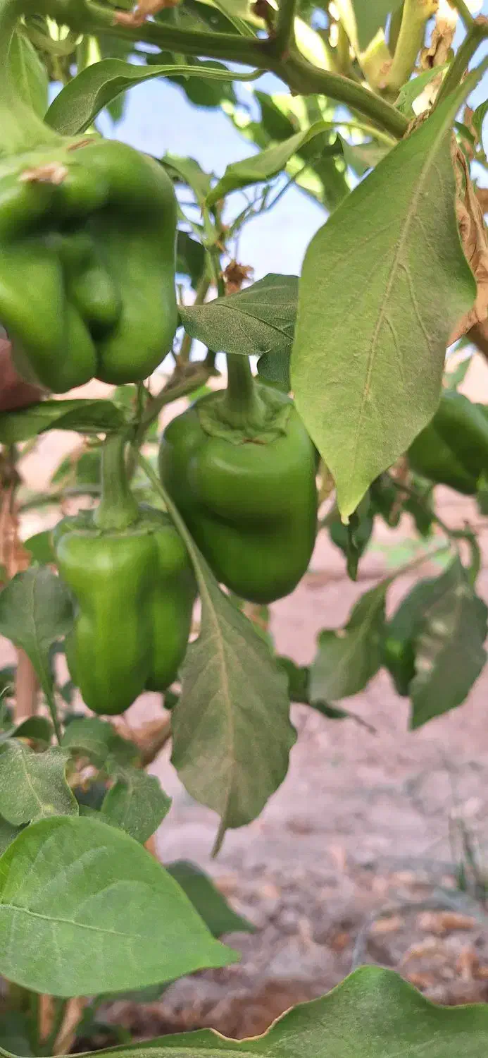 فلفل دلمه گلخانه ای تازه تُرد|خوردنی و آشامیدنی|کرباسک, |دیوار